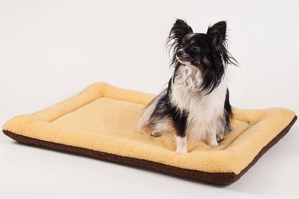 dog bed manufacturer